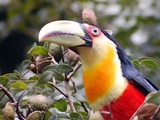 Toucan Ramphastos white dicolorus Ramphastos