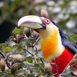 Toucan Ramphastos white dicolorus Ramphastos