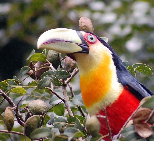 Toucan Ramphastos white dicolorus Ramphastos