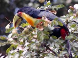 Toucan Ramphastos_dicolorus  Ramphastos