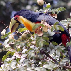 Toucan Ramphastos_dicolorus  Ramphastos