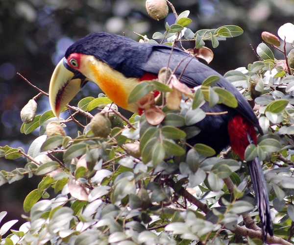 Toucan Ramphastos_dicolorus  Ramphastos