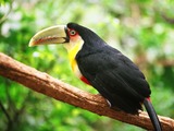 Toucan Ramphastos_dicolorus Brazil  Ramphastos