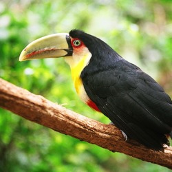 Toucan Ramphastos_dicolorus Brazil  Ramphastos