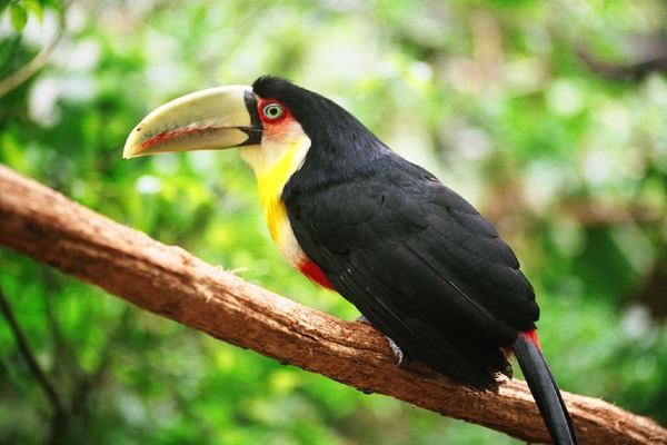 Toucan Ramphastos_dicolorus Brazil  Ramphastos