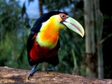 Toucan Ramphastos_dicolorus Brazil Ramphastos