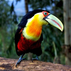 Toucan Ramphastos_dicolorus Brazil Ramphastos