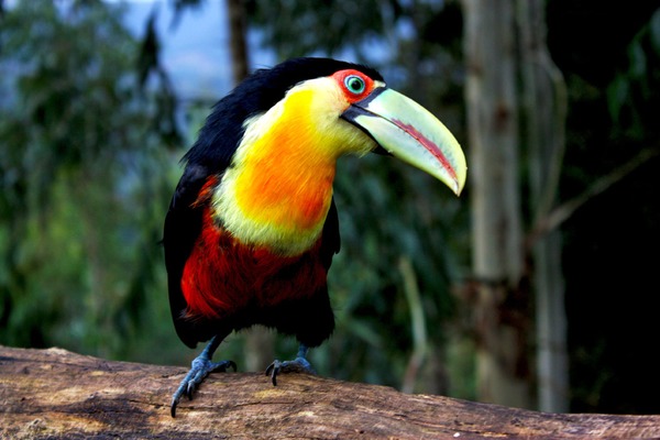 Toucan Ramphastos_dicolorus Brazil Ramphastos