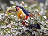 Toucan Ramphastos_dicolorus9 Ramphastos