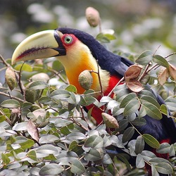 Toucan Ramphastos_dicolorus9 Ramphastos