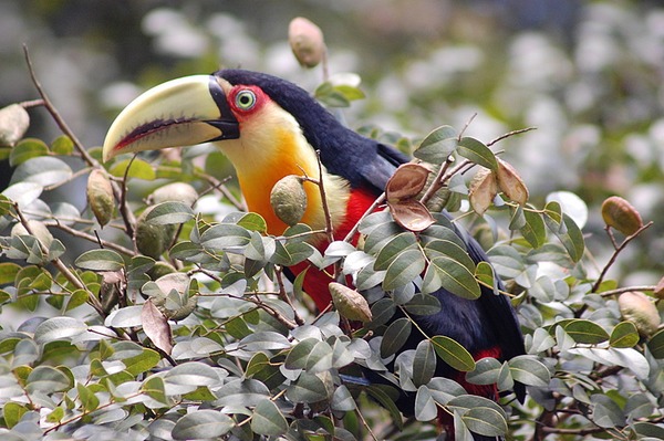 Toucan Ramphastos_dicolorus9 Ramphastos