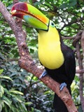 Toucan Ramphastos_sulfuratus Discovery Cove Ramphastos