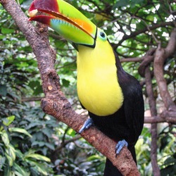 Toucan Ramphastos_sulfuratus Discovery Cove Ramphastos