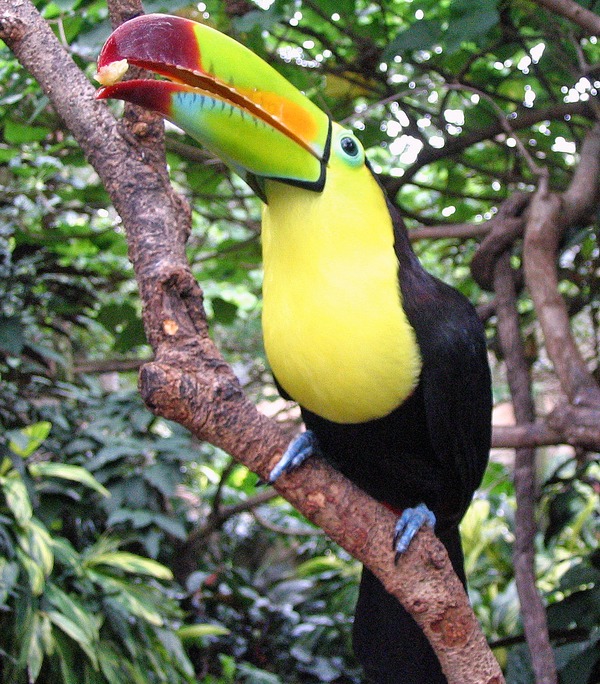 Toucan Ramphastos_sulfuratus Discovery Cove Ramphastos