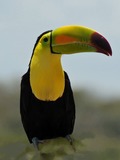 Toucan Ramphastos_sulfuratus Mexico keel billed  Ramphastos