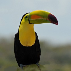 Toucan Ramphastos_sulfuratus Mexico keel billed  Ramphastos