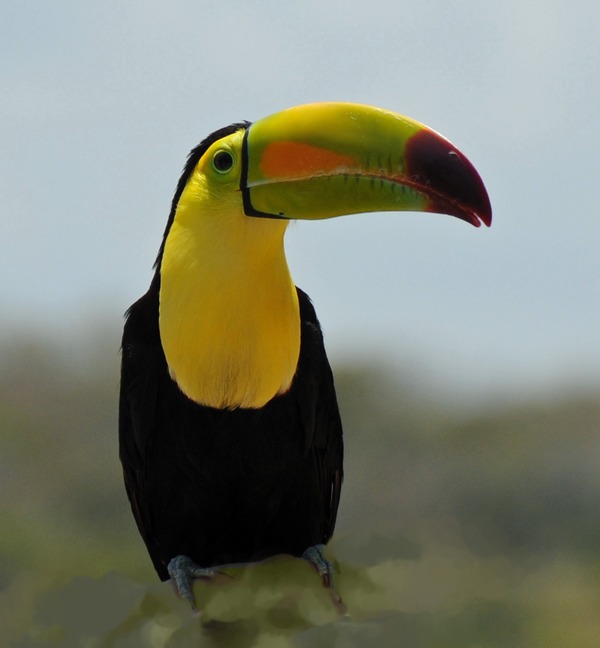 Toucan Ramphastos_sulfuratus Mexico keel billed  Ramphastos