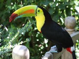 Toucan Ramphastos_sulfuratus Panama keel billed  Ramphastos