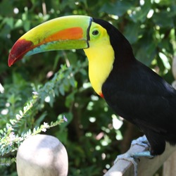 Toucan Ramphastos_sulfuratus Panama keel billed  Ramphastos