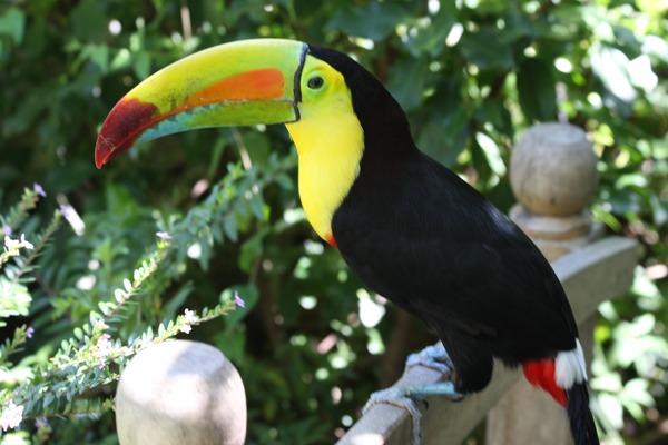 Toucan Ramphastos_sulfuratus Panama keel billed  Ramphastos