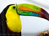 Toucan Ramphastos_sulfuratus Smithsonian Washington DC Ramphastos