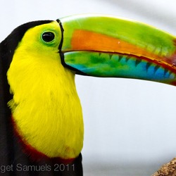 Toucan Ramphastos_sulfuratus Smithsonian Washington DC Ramphastos