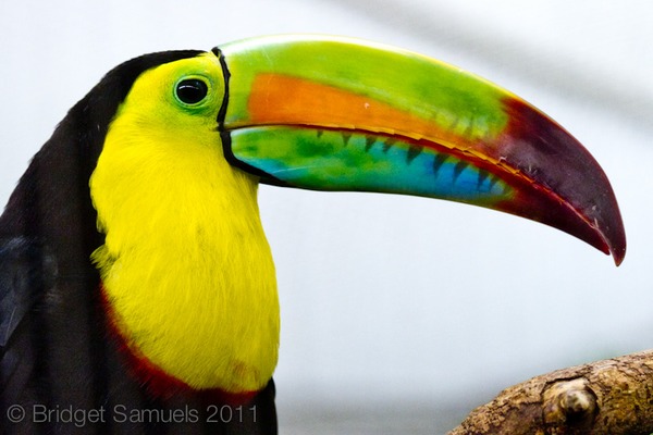 Toucan Ramphastos_sulfuratus Smithsonian Washington DC Ramphastos