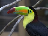 Toucan Ramphastos_sulfuratus bird Honduras Ramphastos