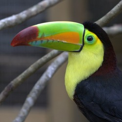 Toucan Ramphastos_sulfuratus bird Honduras Ramphastos