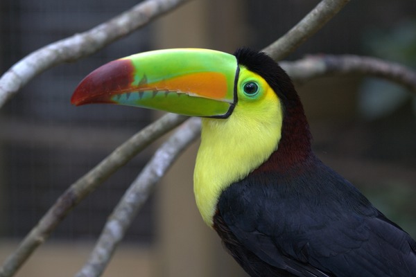 Toucan Ramphastos_sulfuratus bird Honduras Ramphastos