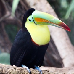 Toucan Ramphastos_sulfuratus_-Wilhelma Germany  Ramphastos