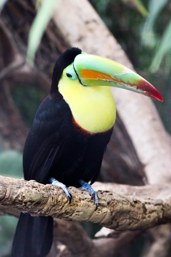 Toucan Ramphastos_sulfuratus_-Wilhelma Germany  Ramphastos