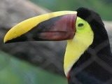 Toucan Ramphastos_swainsonii Buffalo Zoo  Ramphastos