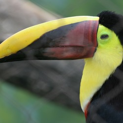 Toucan Ramphastos_swainsonii Buffalo Zoo  Ramphastos