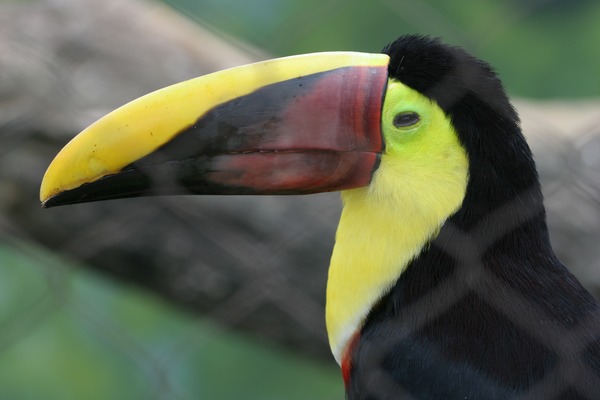 Toucan Ramphastos_swainsonii Buffalo Zoo  Ramphastos