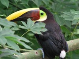 Toucan Ramphastos_swainsonii Cincinnati Zoo  Ramphastos