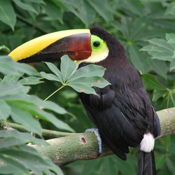 Toucan Ramphastos_swainsonii Cincinnati Zoo  Ramphastos