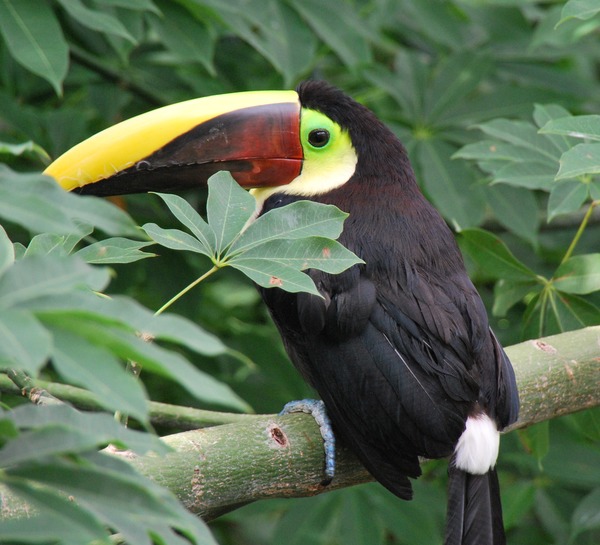 Toucan Ramphastos_swainsonii Cincinnati Zoo  Ramphastos