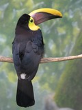 Toucan Ramphastos_swainsonii back Buffalo Zoo  Ramphastos