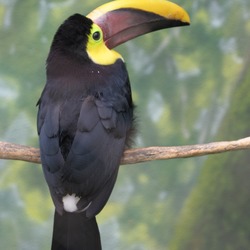 Toucan Ramphastos_swainsonii back Buffalo Zoo  Ramphastos