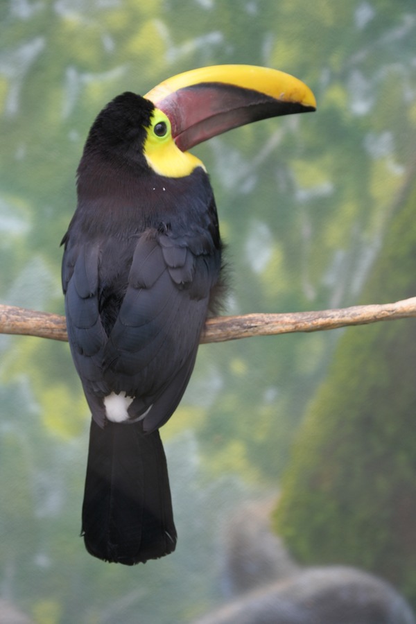 Toucan Ramphastos_swainsonii back Buffalo Zoo  Ramphastos