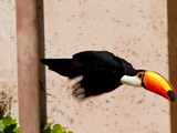 Toucan Ramphastos_toco Bird_Gardens Johannesburg South_Africa Ramphastos