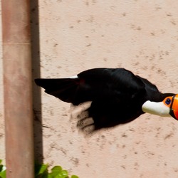 Toucan Ramphastos_toco Bird_Gardens Johannesburg South_Africa Ramphastos