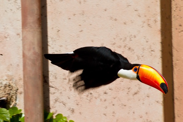 Toucan Ramphastos_toco Bird_Gardens Johannesburg South_Africa Ramphastos