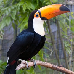 Toucan Ramphastos_toco Birdworld Farnham Surrey England  Ramphastos