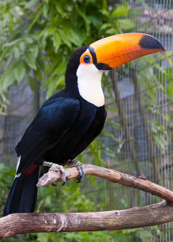 Toucan Ramphastos_toco Birdworld Farnham Surrey England  Ramphastos