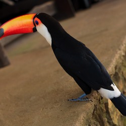 Tucano at Chapada imperial