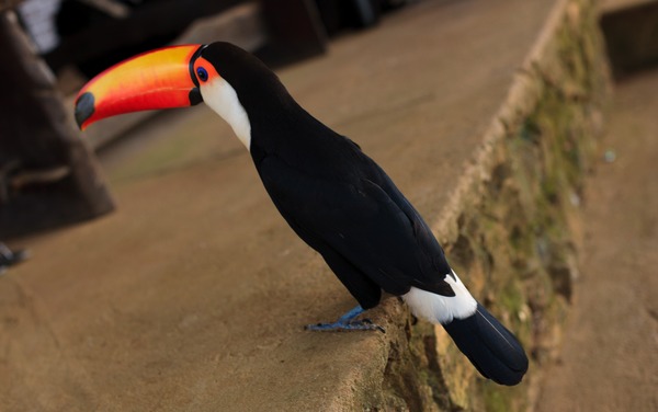 Tucano at Chapada imperial