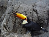 Toucan Ramphastos_toco Diergaarde Blijdorp Ramphastos