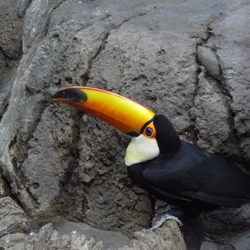 Toucan Ramphastos_toco Diergaarde Blijdorp Ramphastos